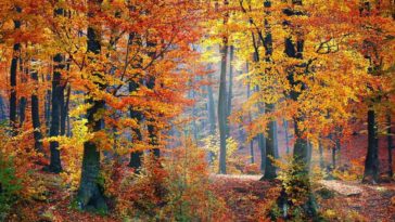 arbre