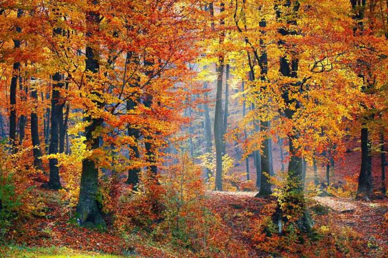 arbre