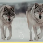 fable des deux loups