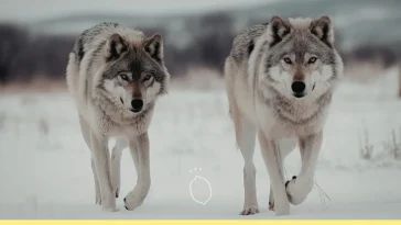 fable des deux loups