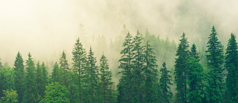 sapins