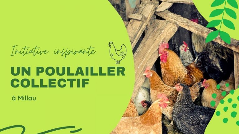 poulailler 1
