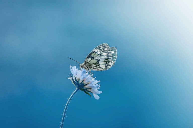 Un papillon aux tons mauves posé sur une branche