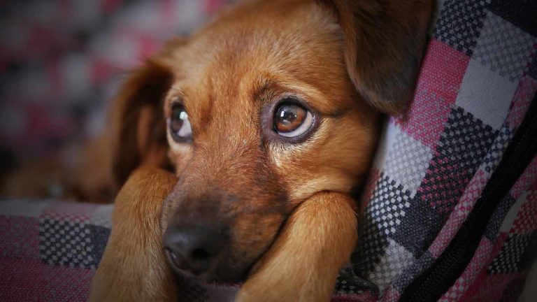 Chien 2