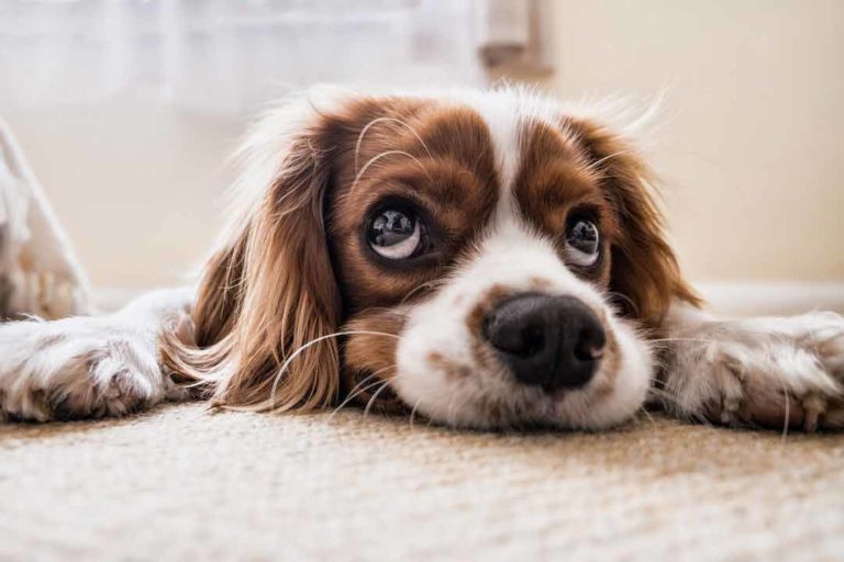 chien triste
