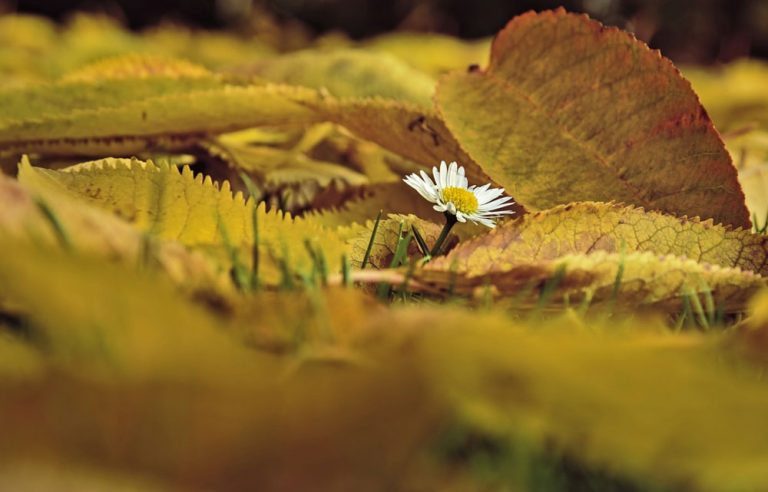 Feuilles mortes