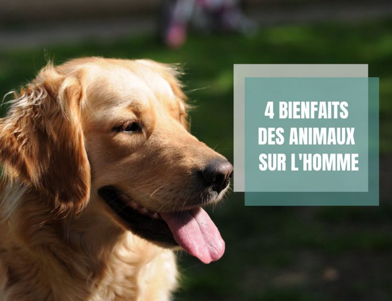 animaux