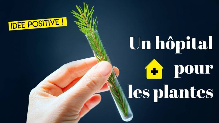 hopital plante