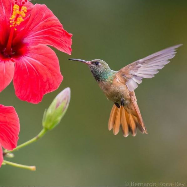 photo bernardo roca rey 2