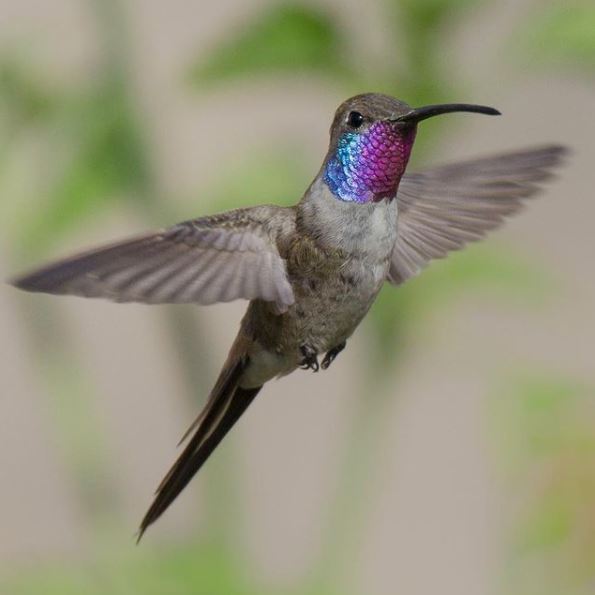 photo bernardo roca rey 4