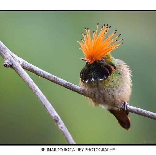 photo bernardo roca rey 5