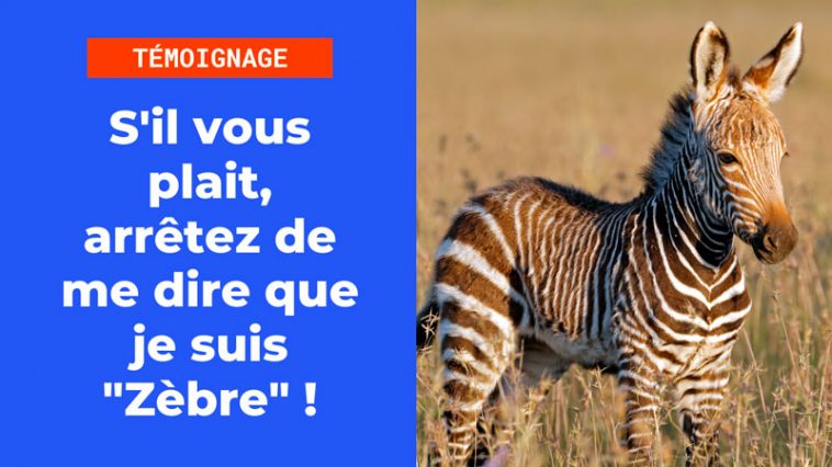 zèbre