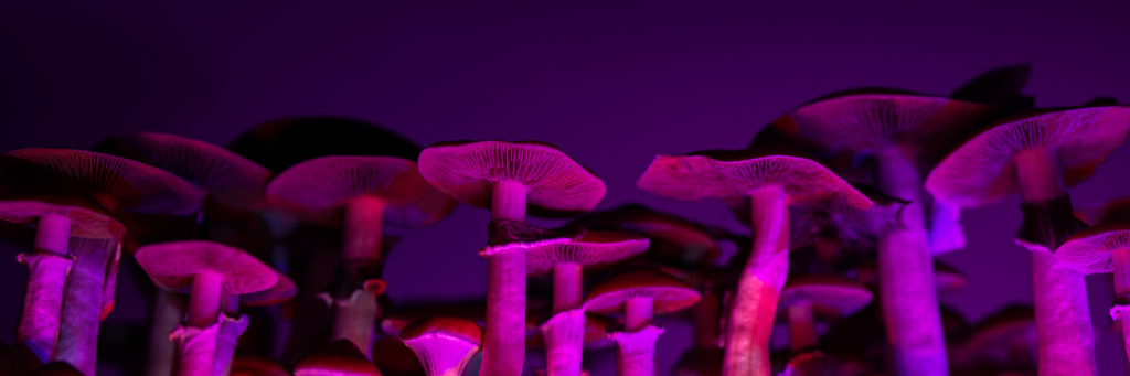 état élargi conscience