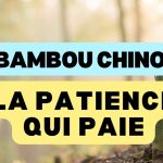 Le Bambou Chinois : cultiver la patience quand rien ne semble pousser 9 Le bambou chinois, cultiver la patience