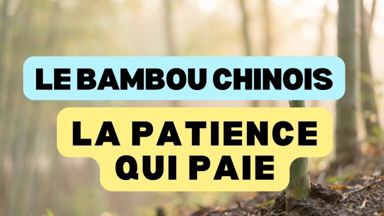 Le Bambou Chinois : cultiver la patience quand rien ne semble pousser